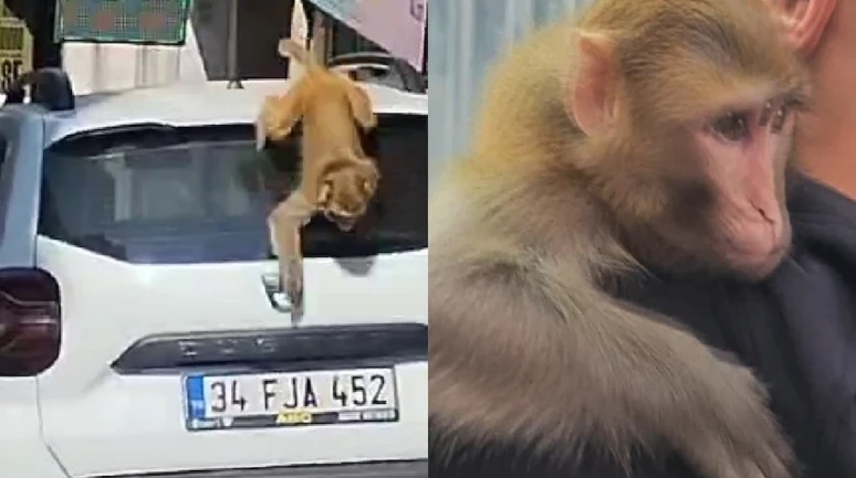 Fatih'te Kaçan Maymun Momo Sokakları Telaşa Sürükledi!