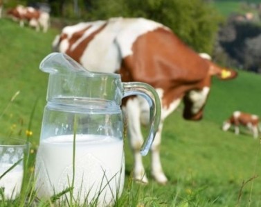 Kuşadası Belediyesi’nin süt desteği 1 haftada 418 çocuğa ulaştı