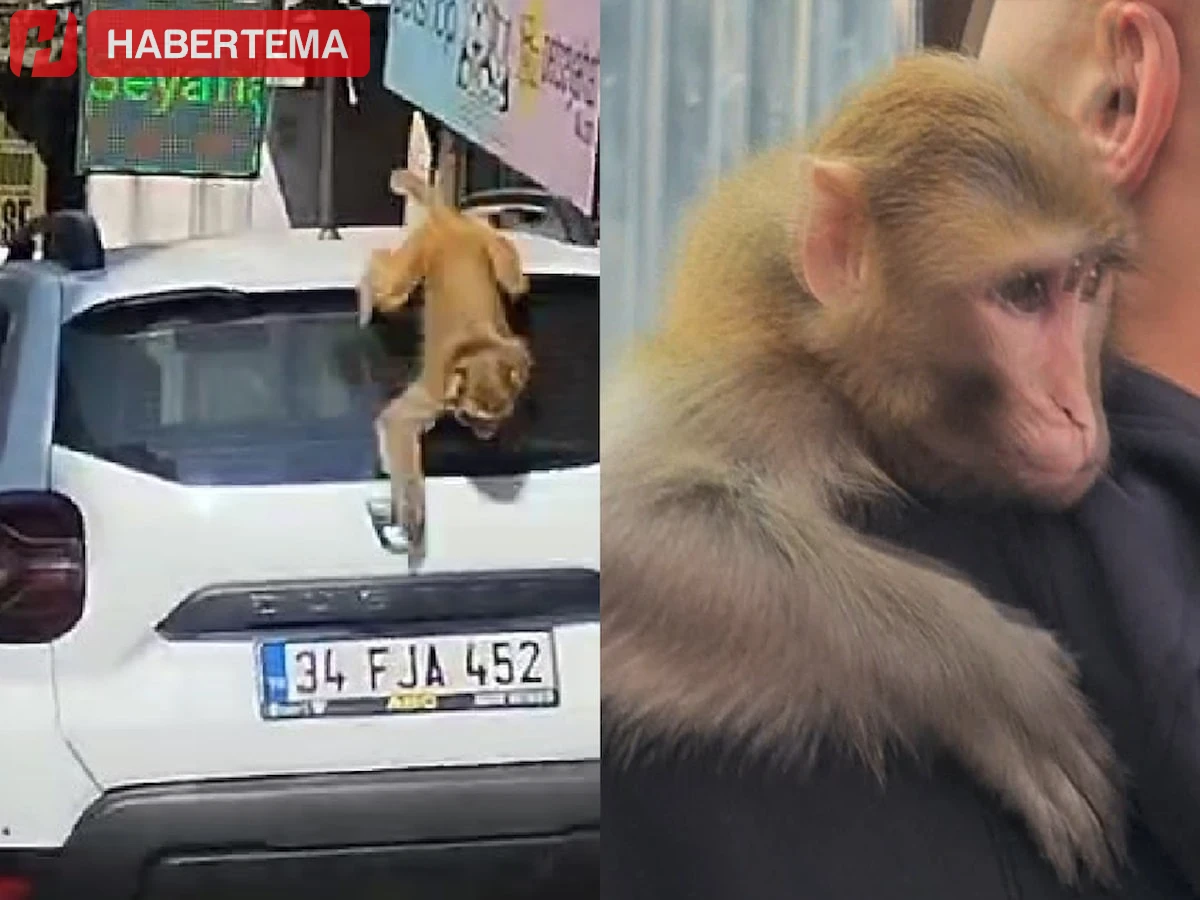 Fatih'te Kaçan Maymun Momo Sokakları Telaşa Sürükledi!